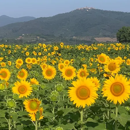 Podere Il Leccio 农家乐